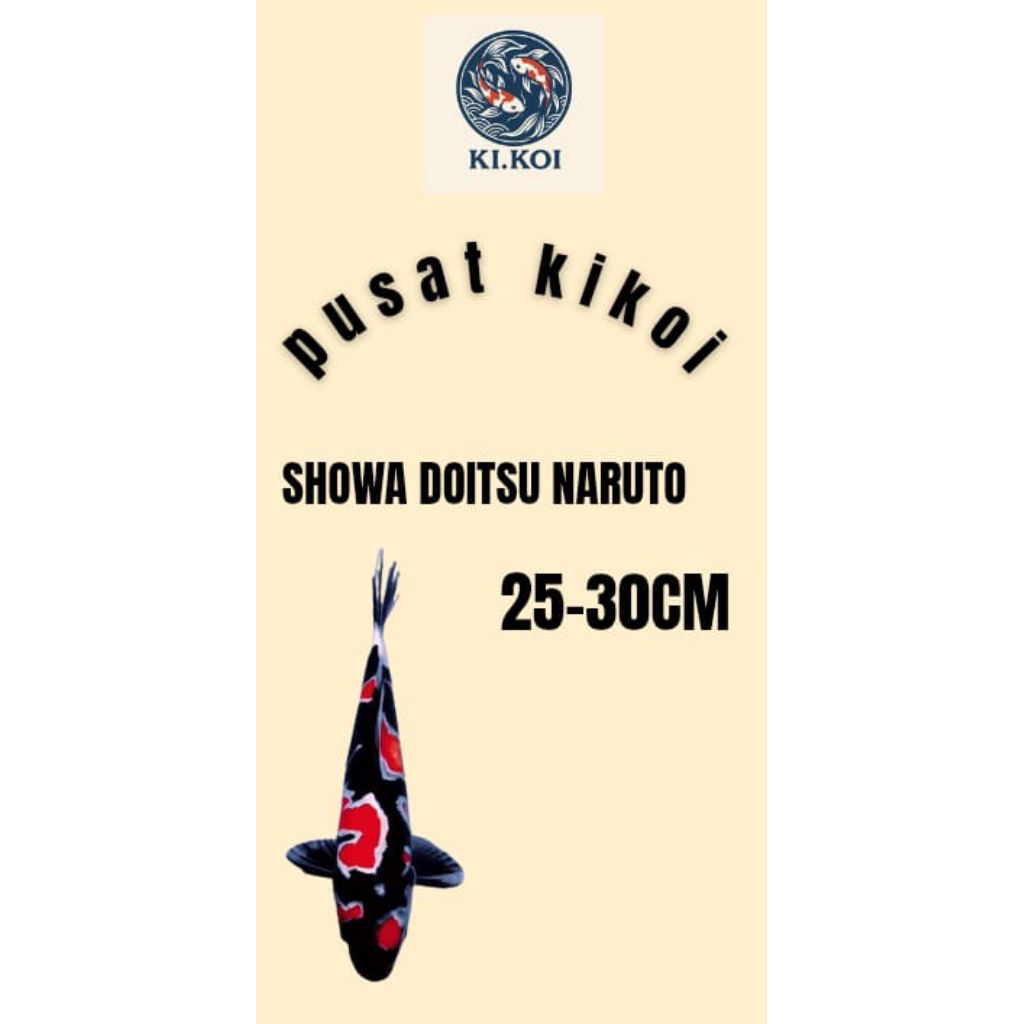 hiasan aquarium Showa doitsu naruto paket jumbo kualitas super