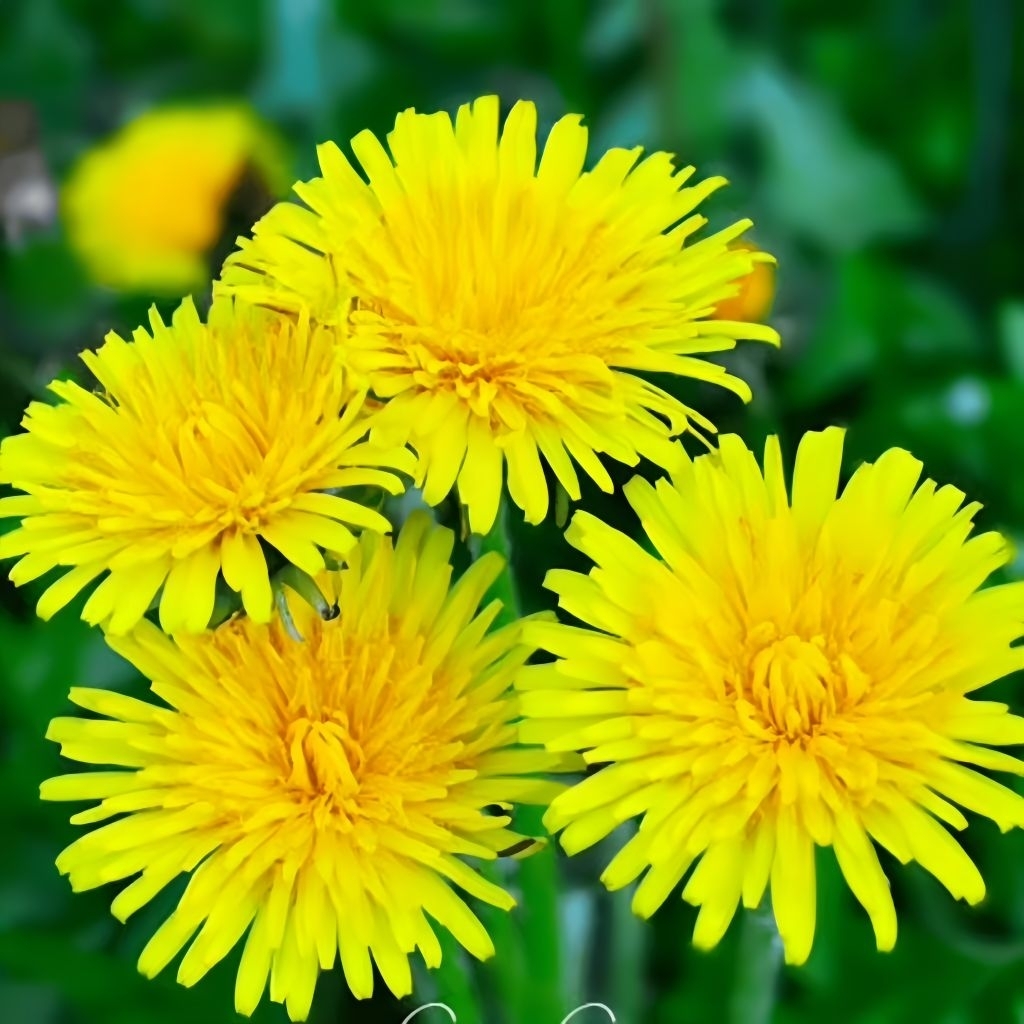 12 Biji Benih Bunga Dandelion Import Tanaman bunga Hias