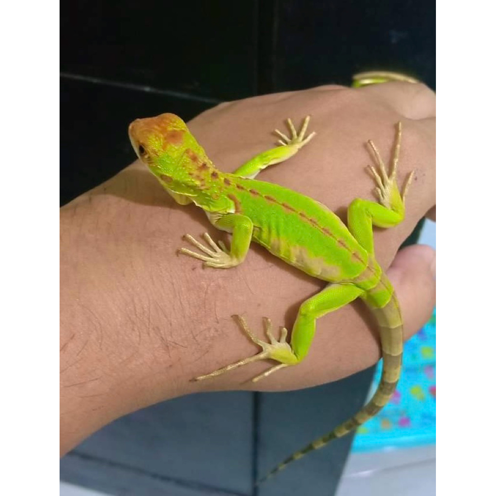 Iguana Red - mainan anak Iguana Red