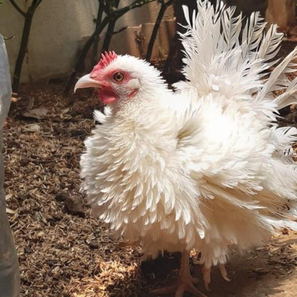 telur fertil ayam kate walik siap tetas