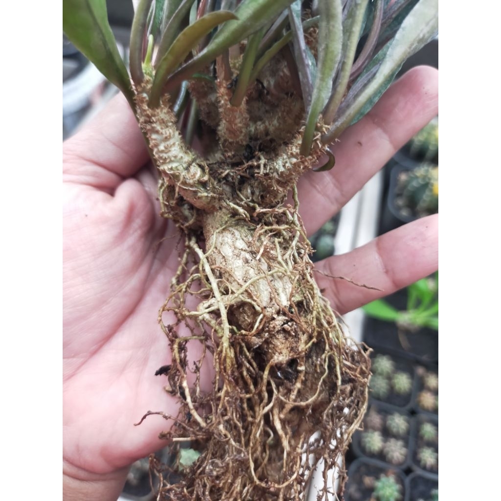 Euphorbia Francoisii Hybrid Indukan Banyak Cabang