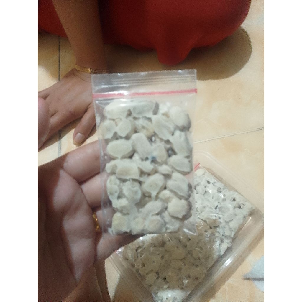 biji jarak fermentasi