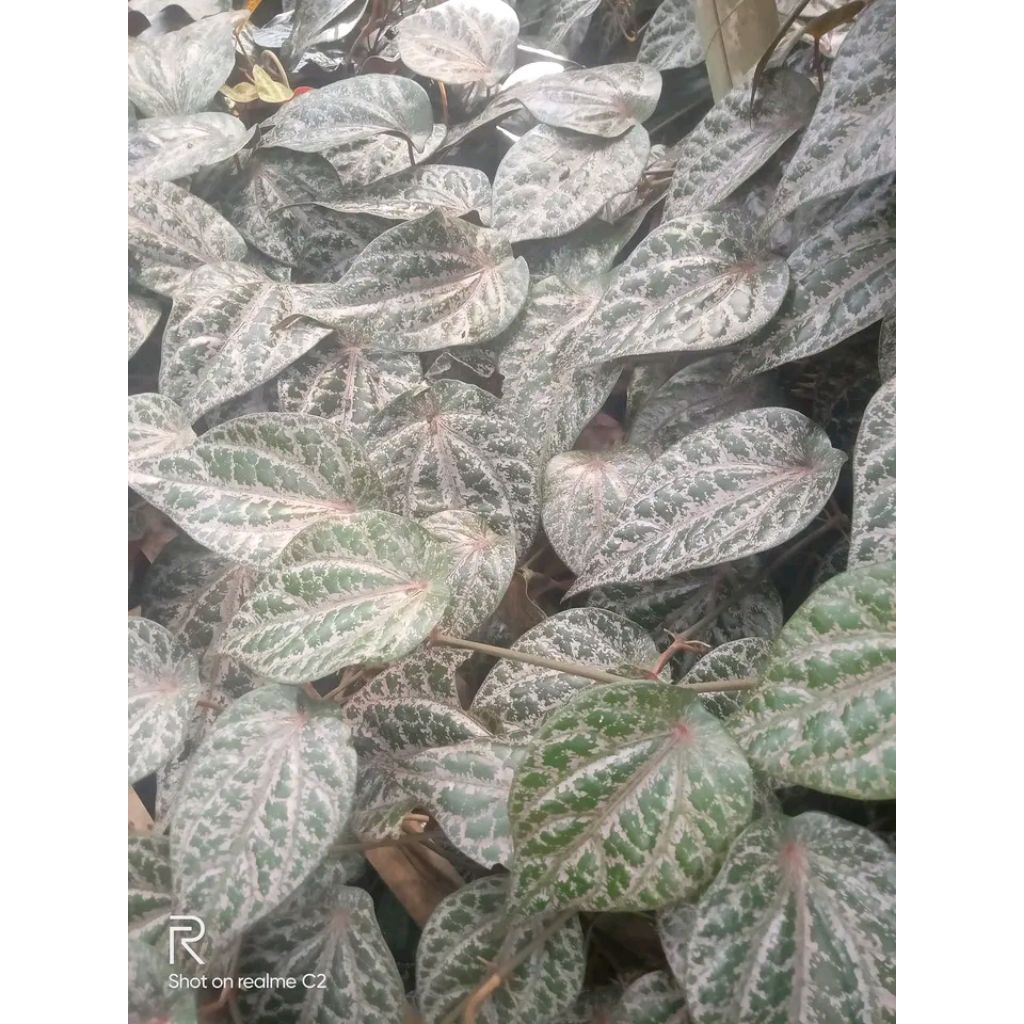 Daun sirih hitam asli dari tanaman 10 daun