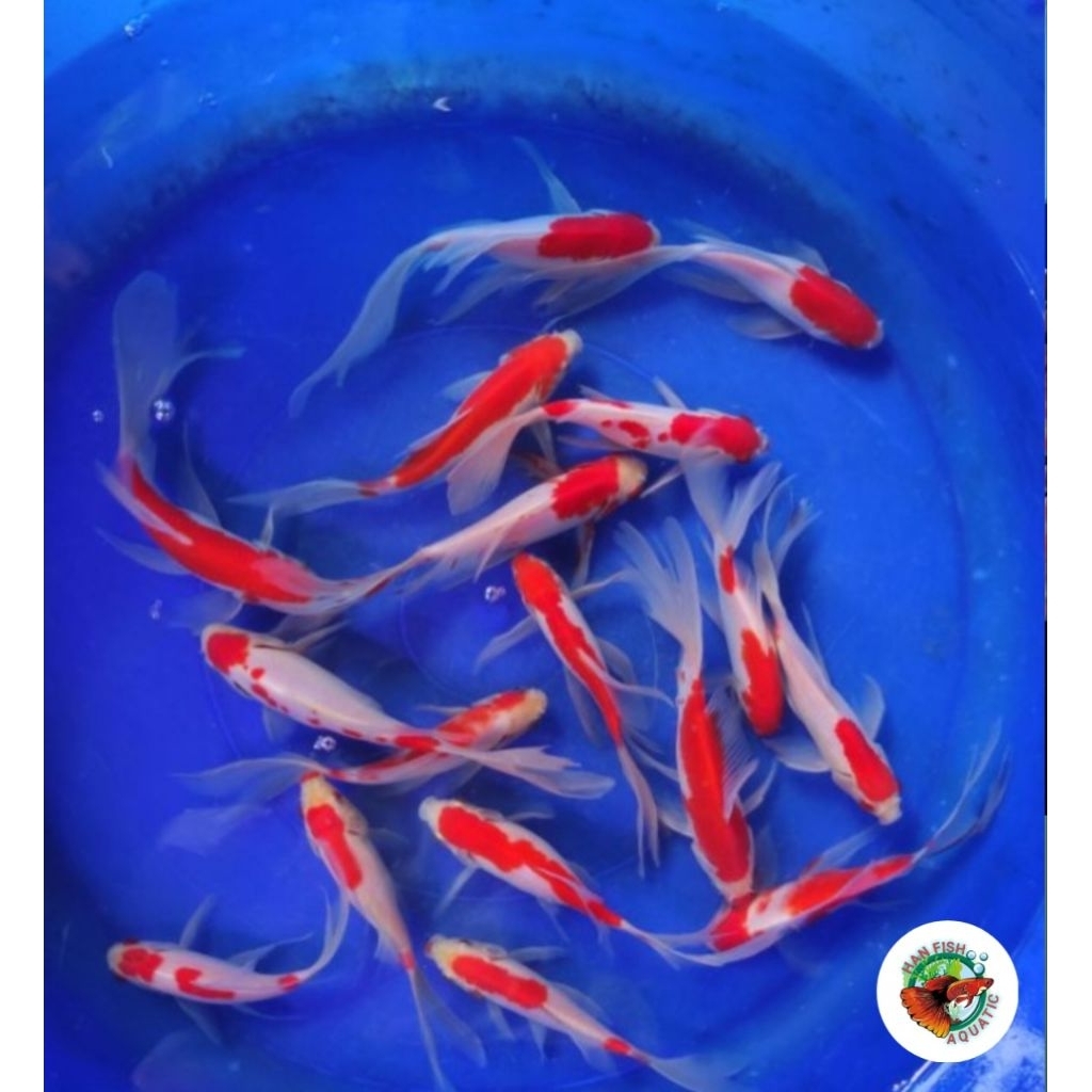 TERLARIS komet slayer 10cm ikan hias air tawar aquascape