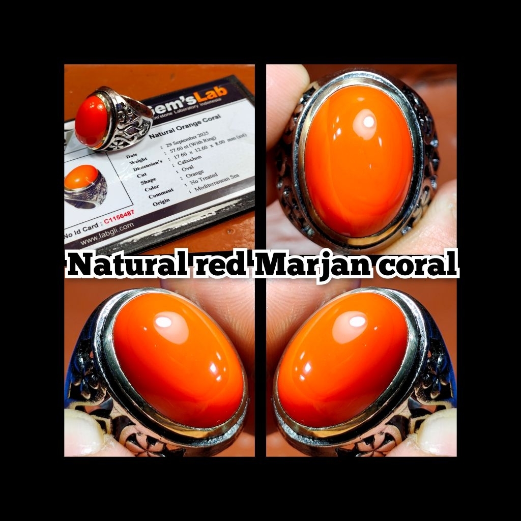 batu Marjan merah coral asli laut merah yemen