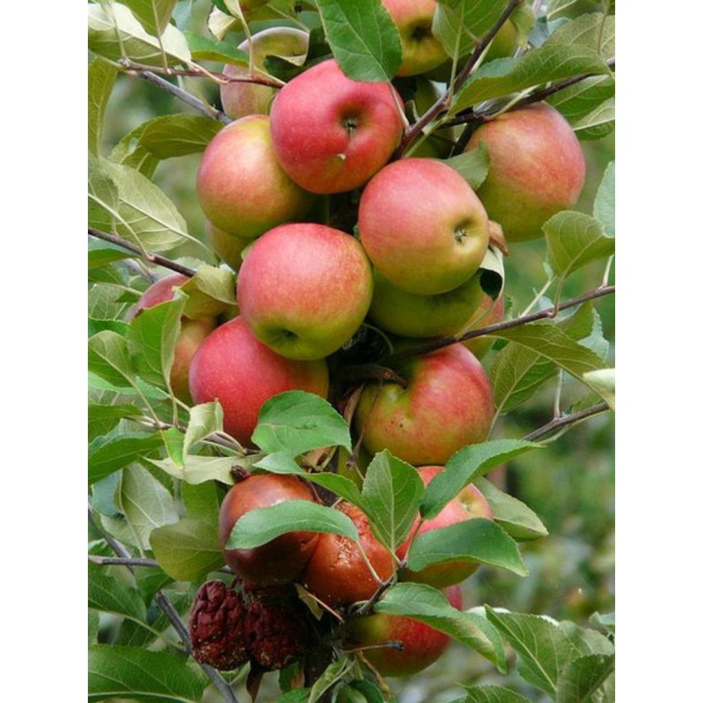 Bibit apel merah malang cangkok