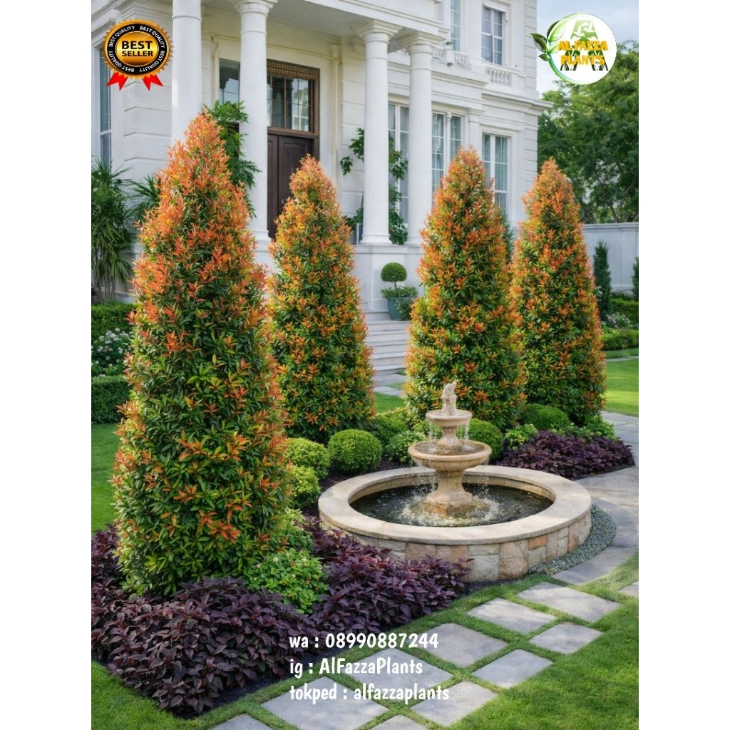 tanaman hias pucuk merah 2 meter