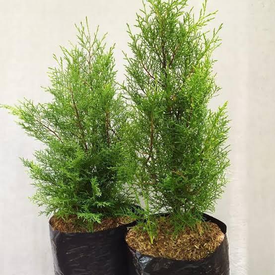 Tanaman Hias Cemara Rentes | Cemara Wangi | Cemara Rentes Wangi