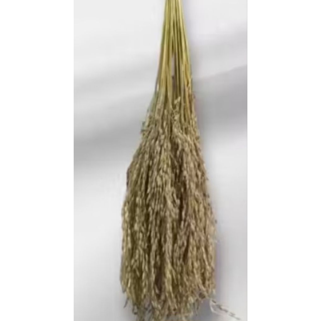 500g jual gabah ketan hitam kuwalitas bagus alami