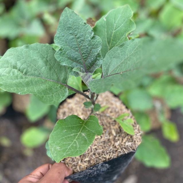 Bibit sayur terong siap tanam dan buah