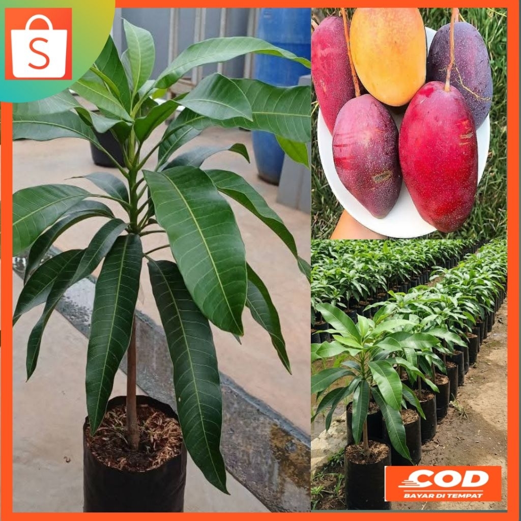 bibit mangga irwin super unggul sudah okulasi mudah BERBUAH