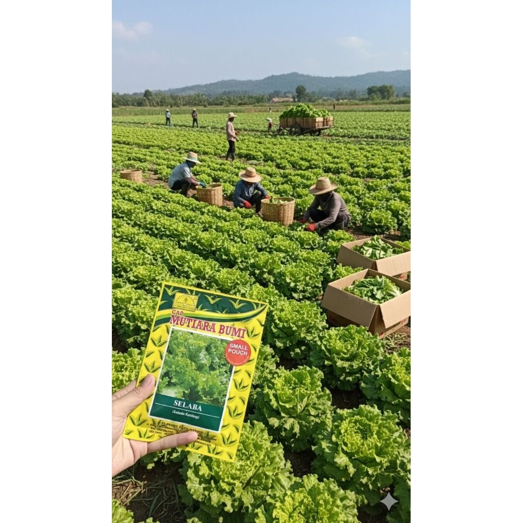 BIBIT SELADA KERITING