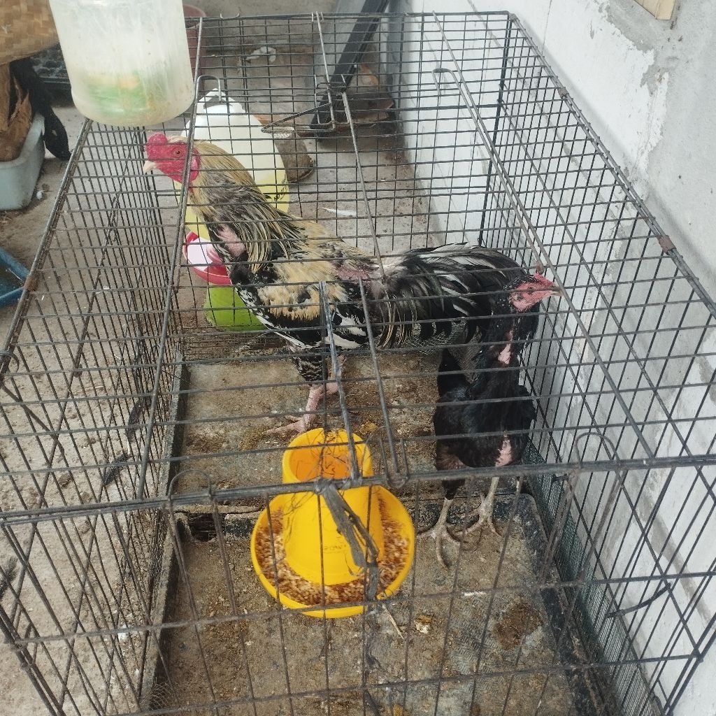 Ayam kampung anakan dewasa indukan hidup fresh