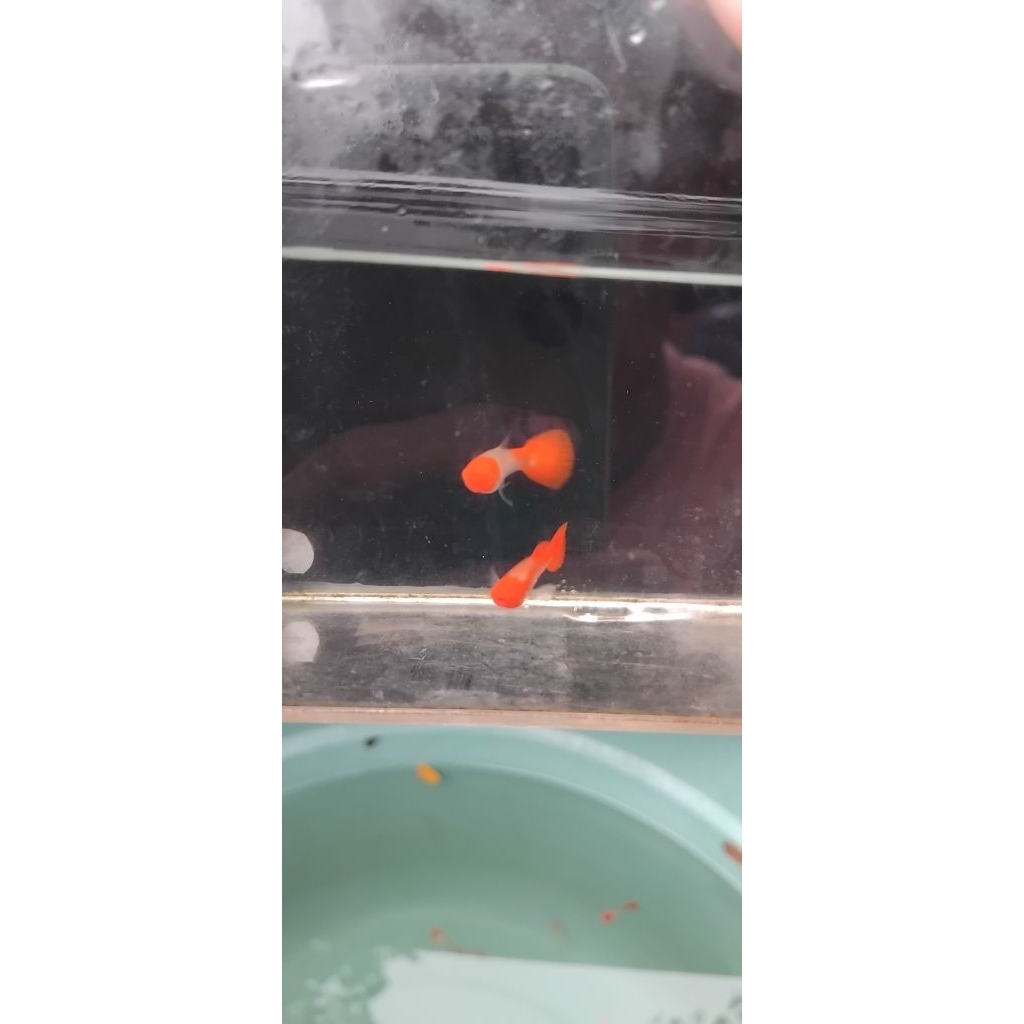 hiasan ALBINO KOI RIBBON isi 1 pasang