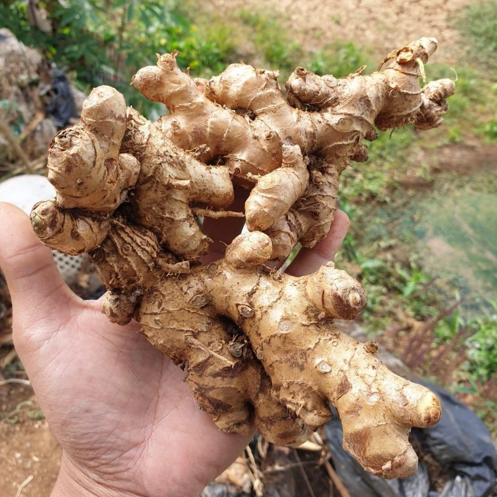 Lempuyang/Rimpang Lempuyang/Puyang/Lempuyang gajah