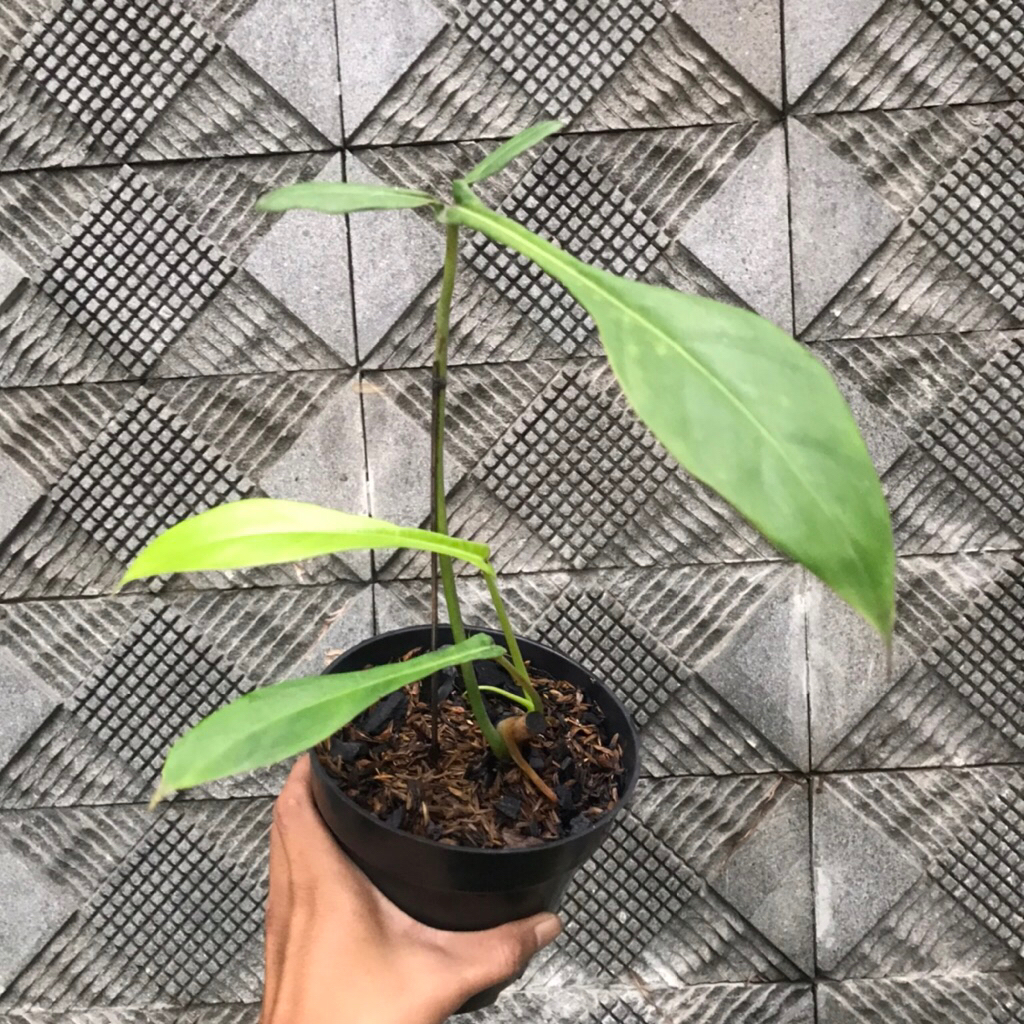 Philodendron Joepii