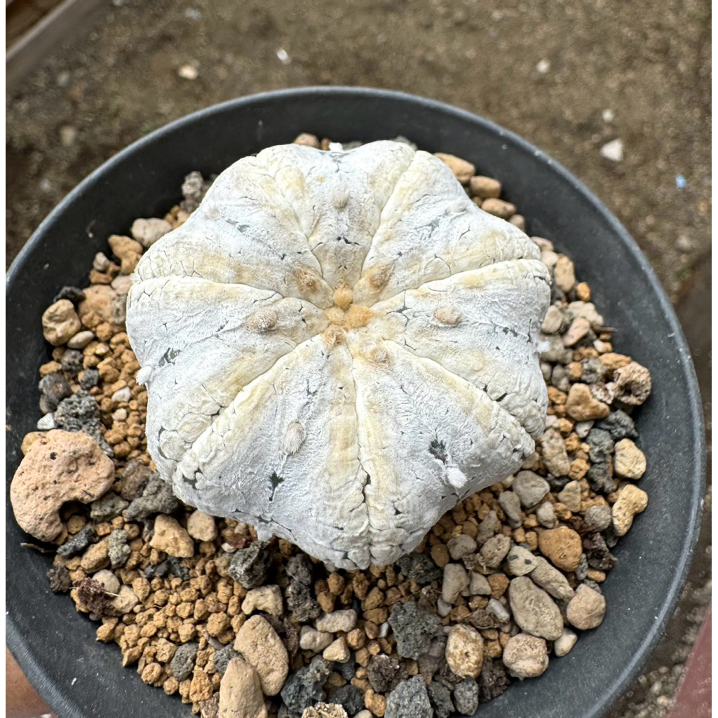 Astrophytum Asterias Snowhite