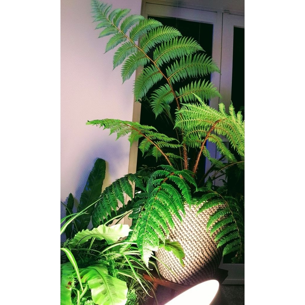 Tanaman hias pakis monyet 1 meter