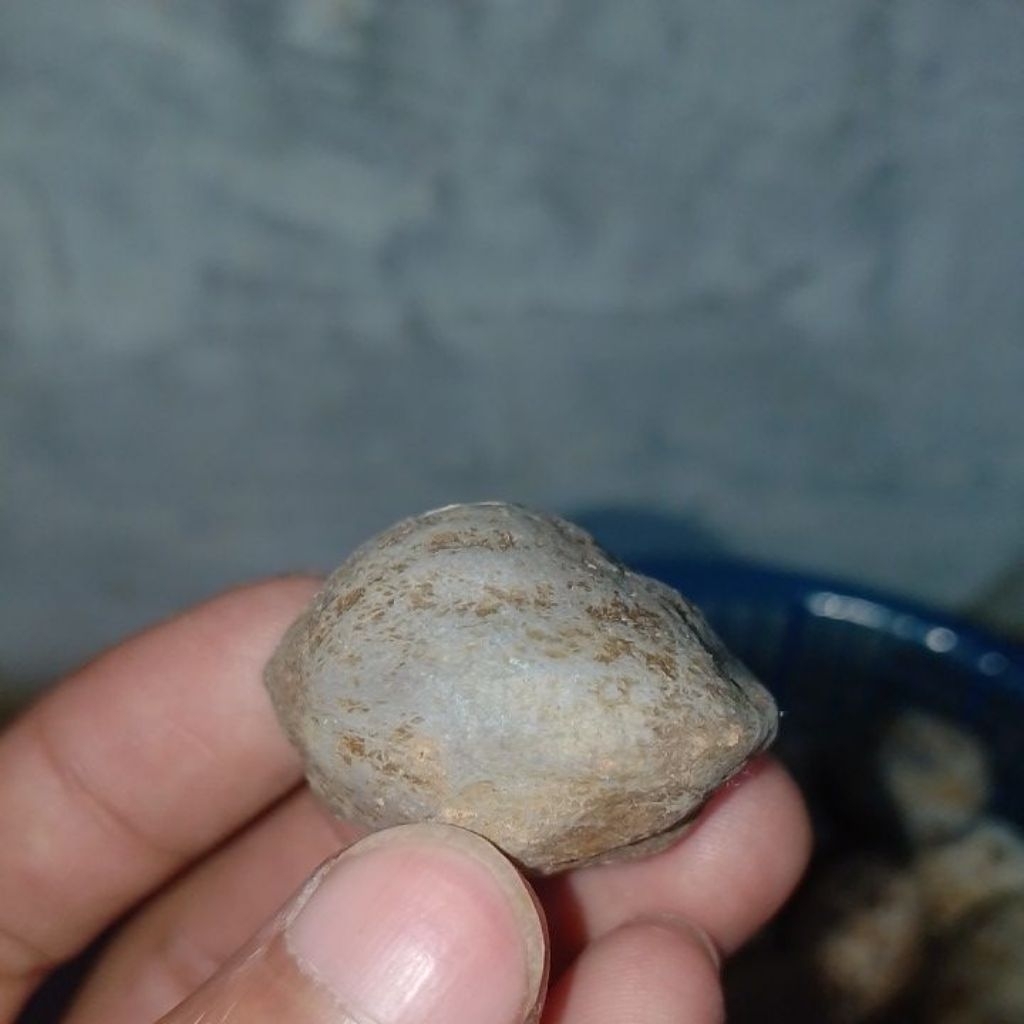 muncang panjangan si pedang