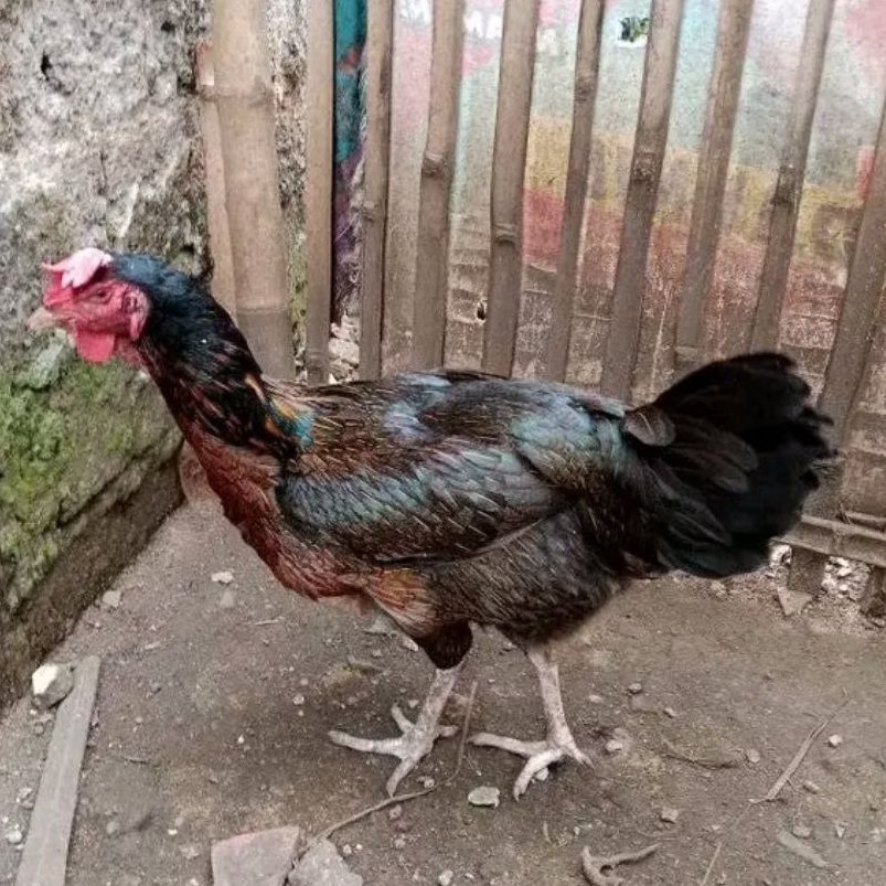 TELUR AYAM PELUNG JUMBO ASLI untuk ditetaskan
