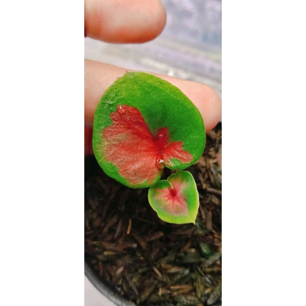 kembang keladi / caladium fire aurora bibit bonggol tanaman kembang cantik