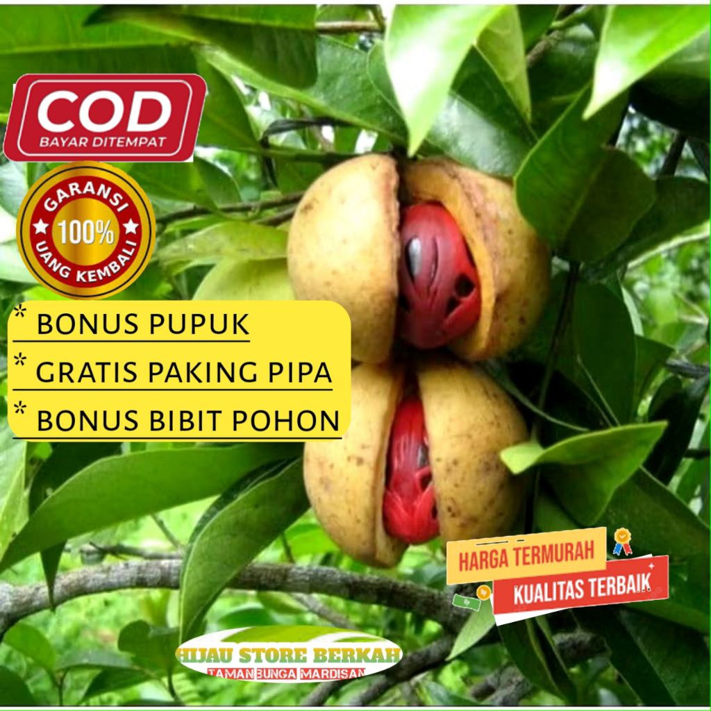 Bibit Pohon Pala | Hibrida | Unggul | Buah Pala