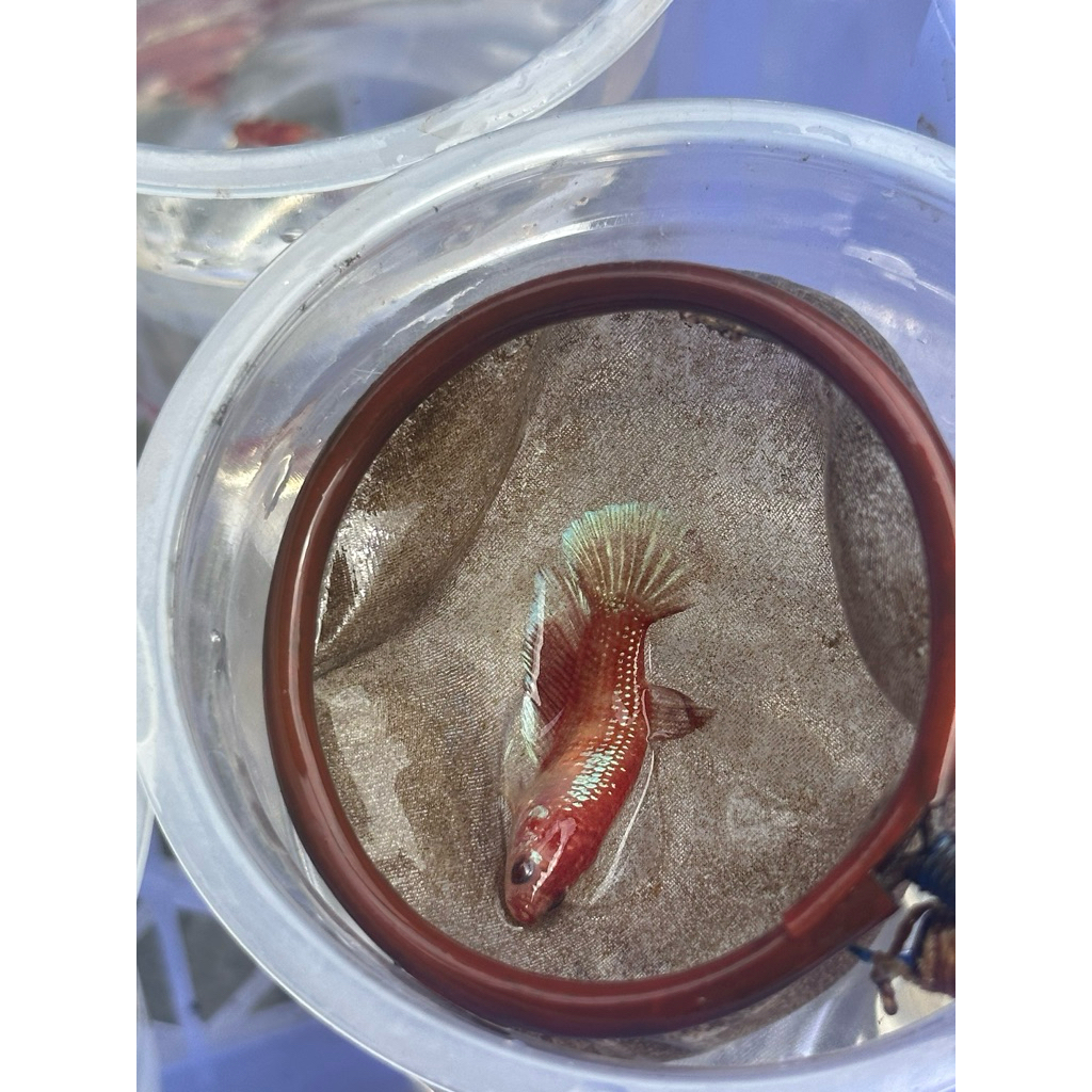 Female HMPK Koi Kode FM-12 - hiasan aquarium