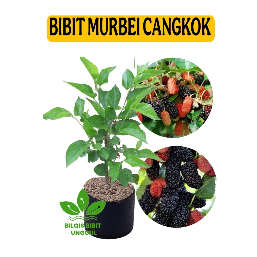 BIBIT BUAH MURBEI CANGKOK