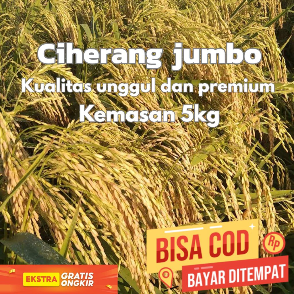BENIH PADI CIHERANG JUMBO 5KG