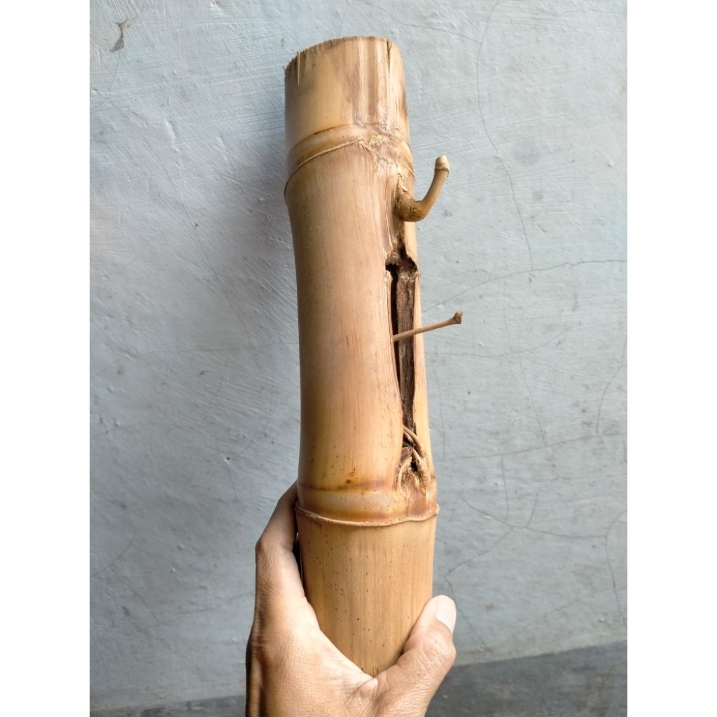 BAMBU UNIK PETUK JALU PLUS RAJUT SUKMO BATANG UTAMA (30 CM) APUS ISTIMEWA