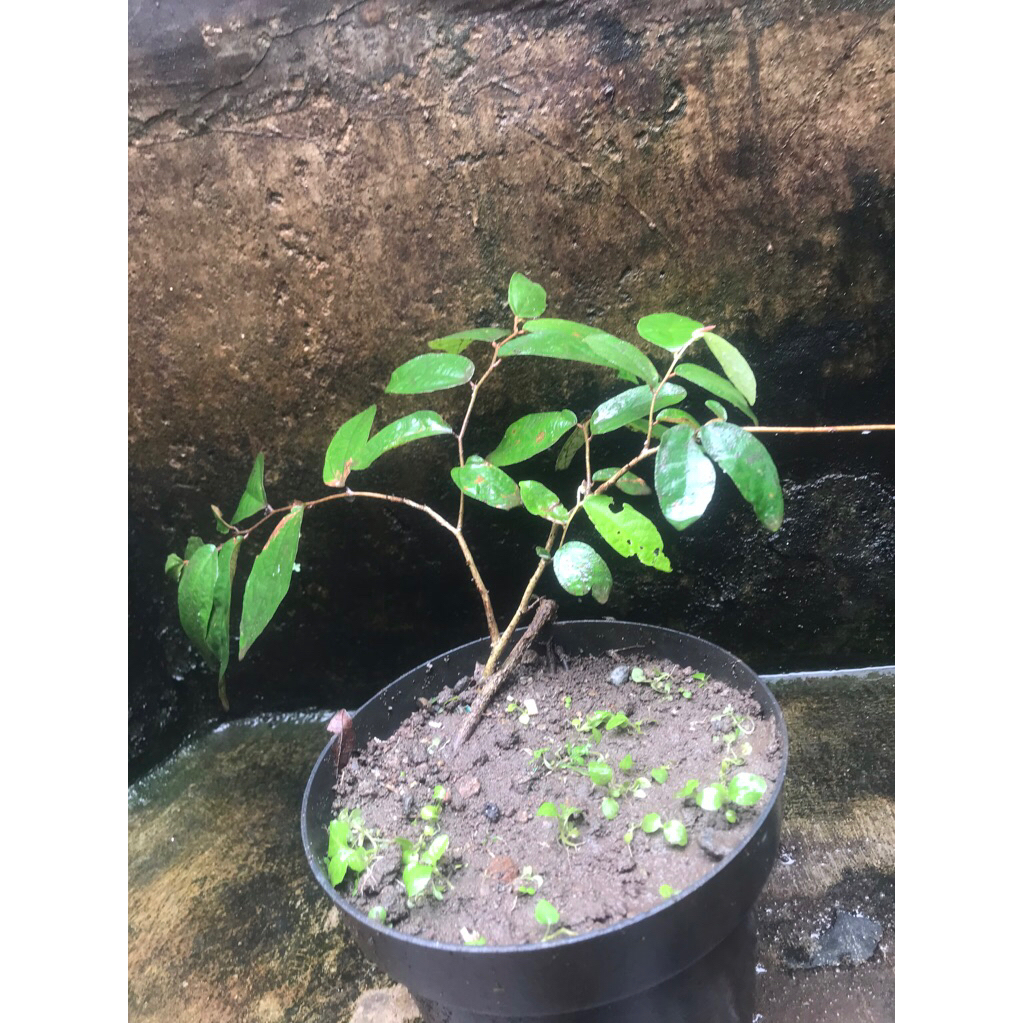 bibit bonsai kayu walikukun