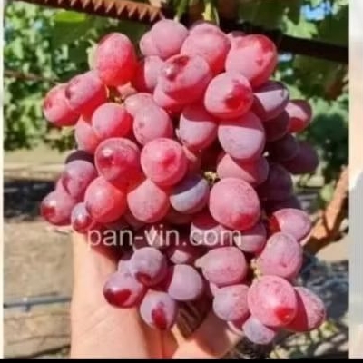 NIRWANA bibit anggur jenis Nirwana
