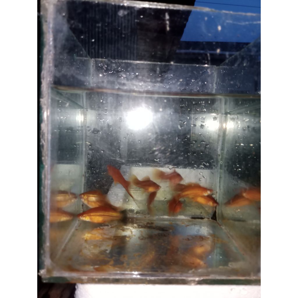 platy pedang 25 ekor