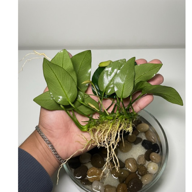 Anubias Nana Size Large Indukan Tanaman Aquascape/Akuarium