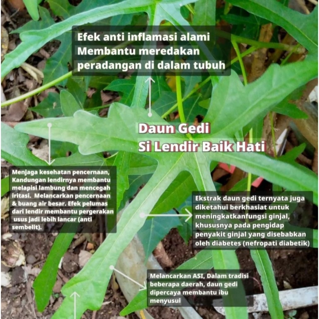 Tanaman herbal gedi daun gedi hijau pohon gedi