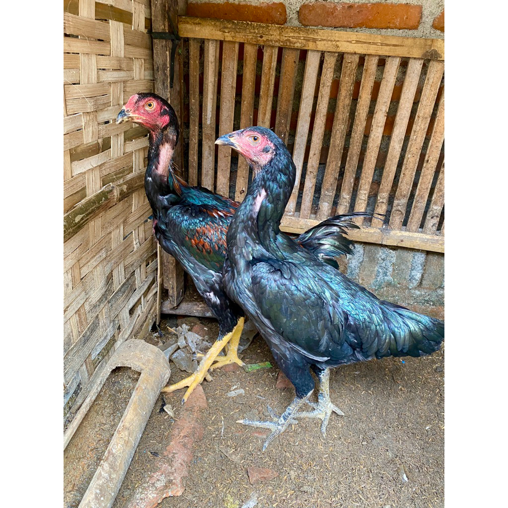 ayam ganoi kaki gunung