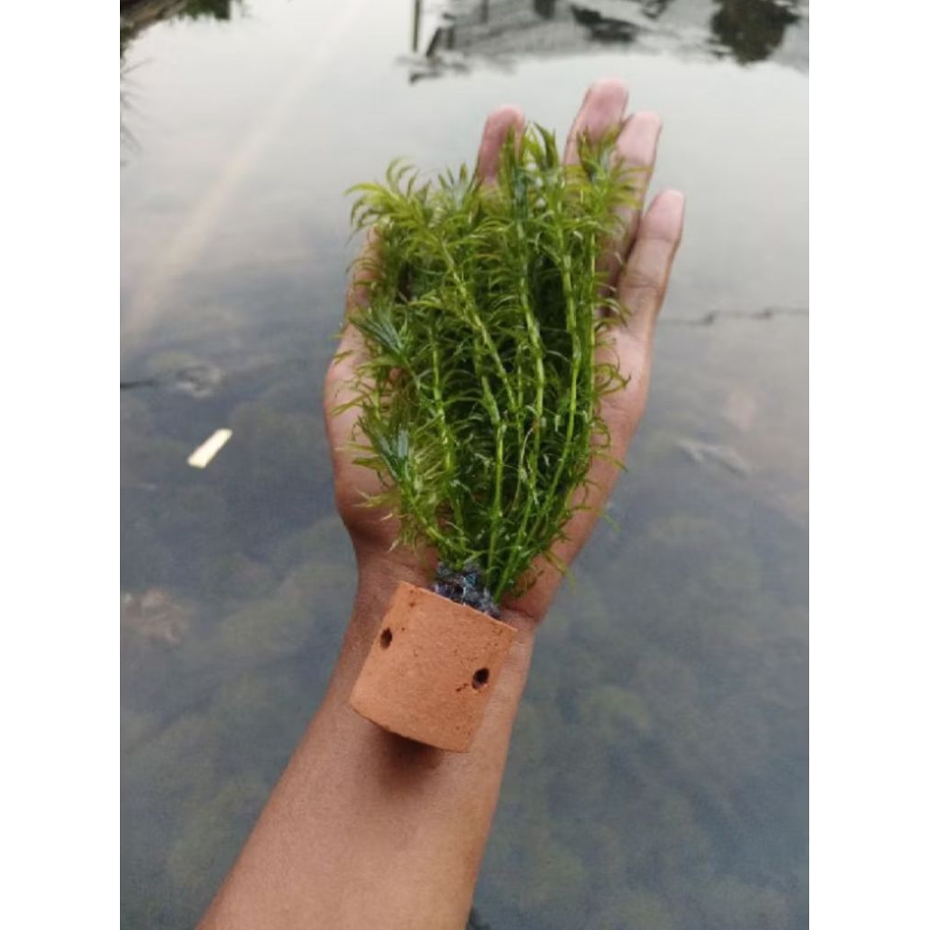 TANAMAN AIR HYDRILLA