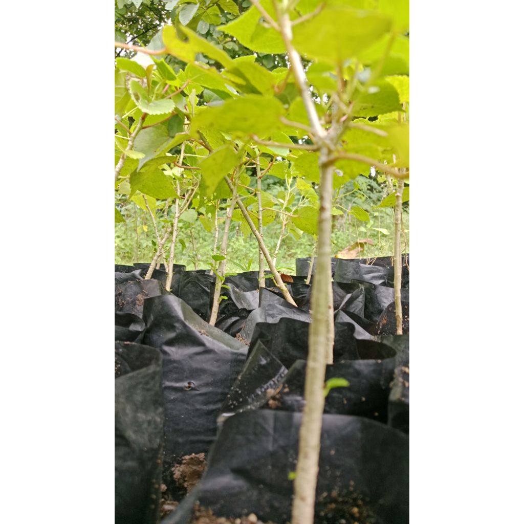 Bibit Waru India dari Biji – Cocok untuk Bonsai & Liukan