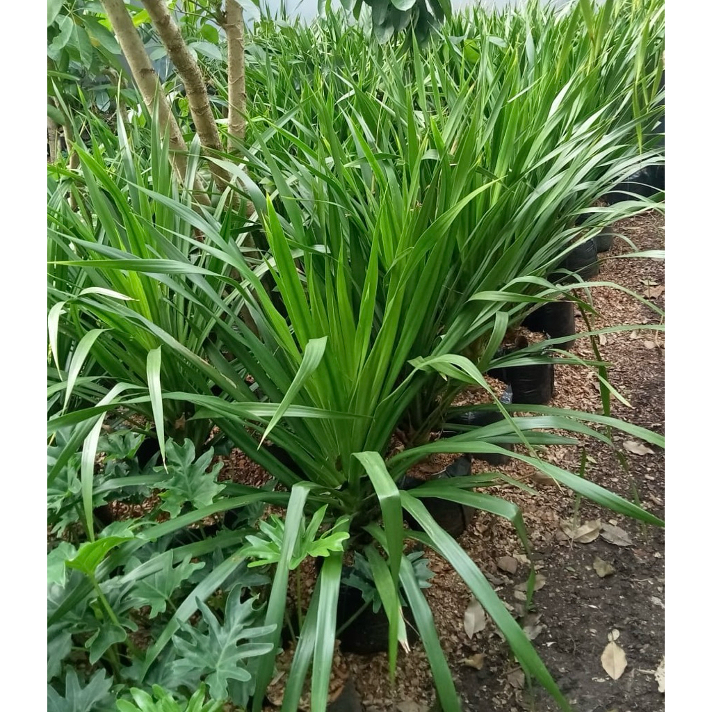 tanaman hias pandan bali // pandan bali batang tunggal