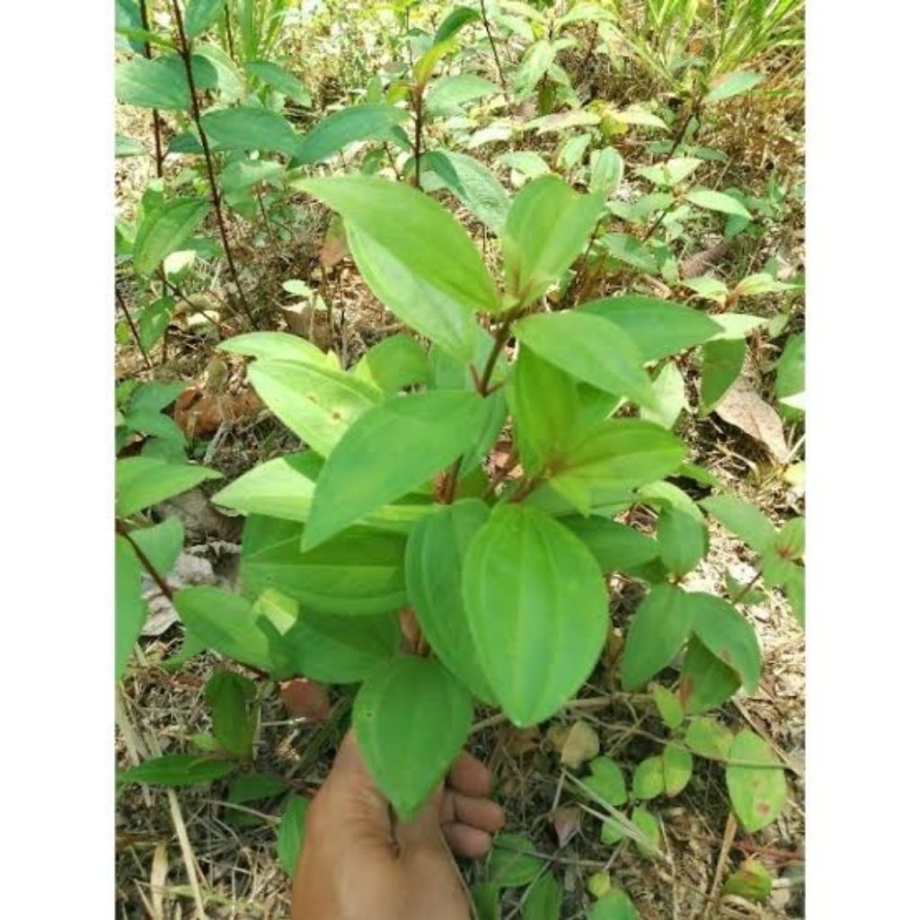 Bibit Pohon senggani/Tanaman Hias senggani