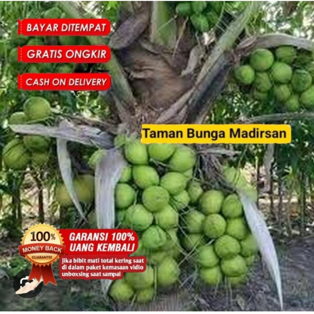 Bibit Kelapa Hibrida Super Asli