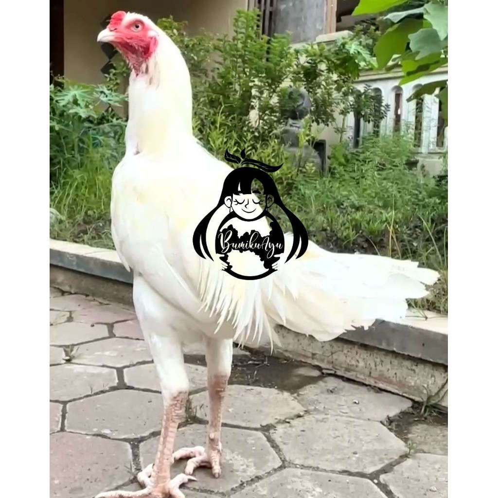 Ayam Bangkok F1 Putih Tembus