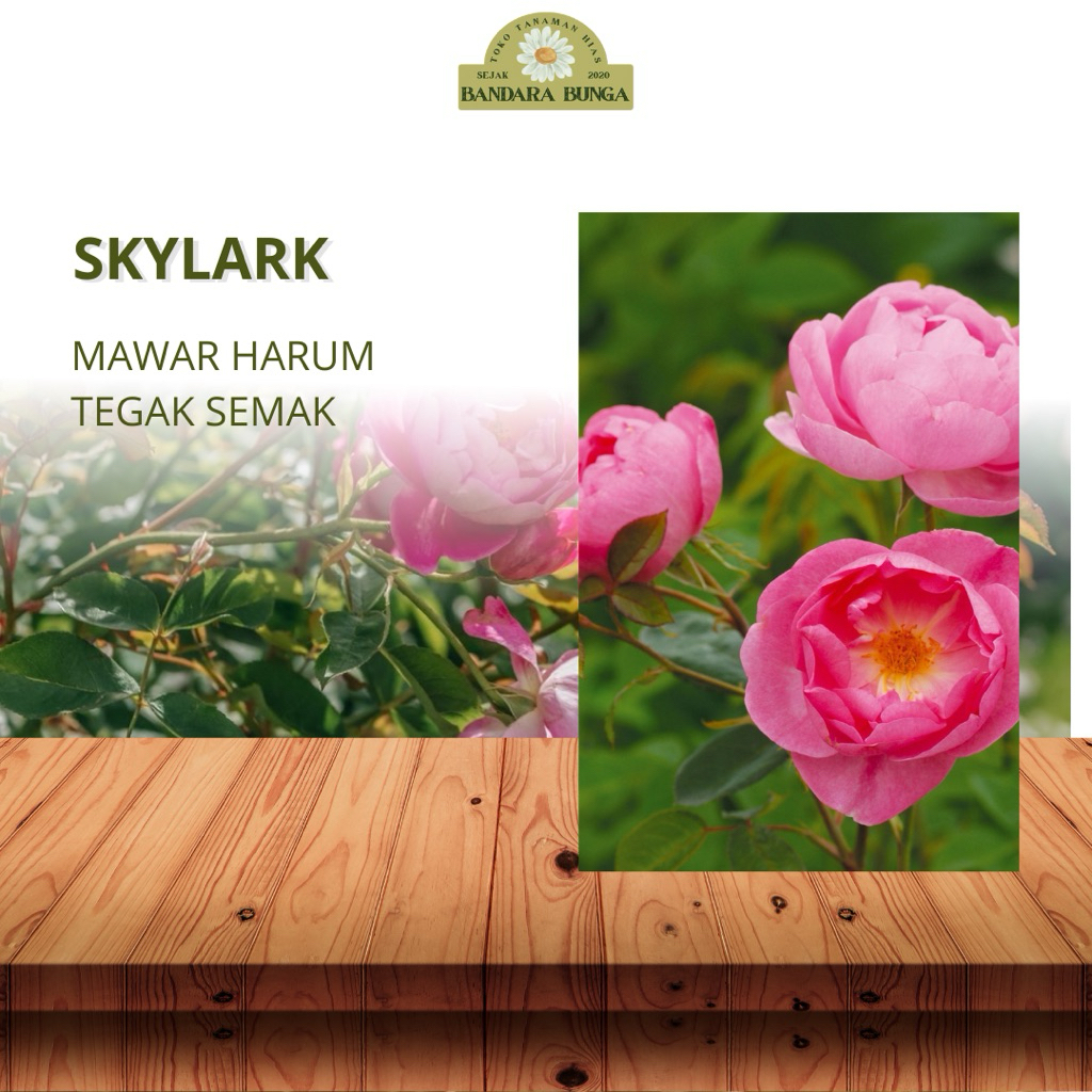 Mawar import SKYLARK-mawar kelopak besar-mawar pink mawar merah jambu mawar tegak