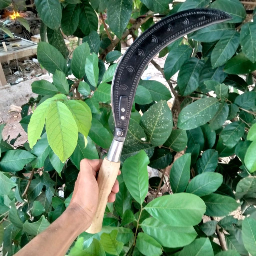 arit rumput asli baja super arit rombes