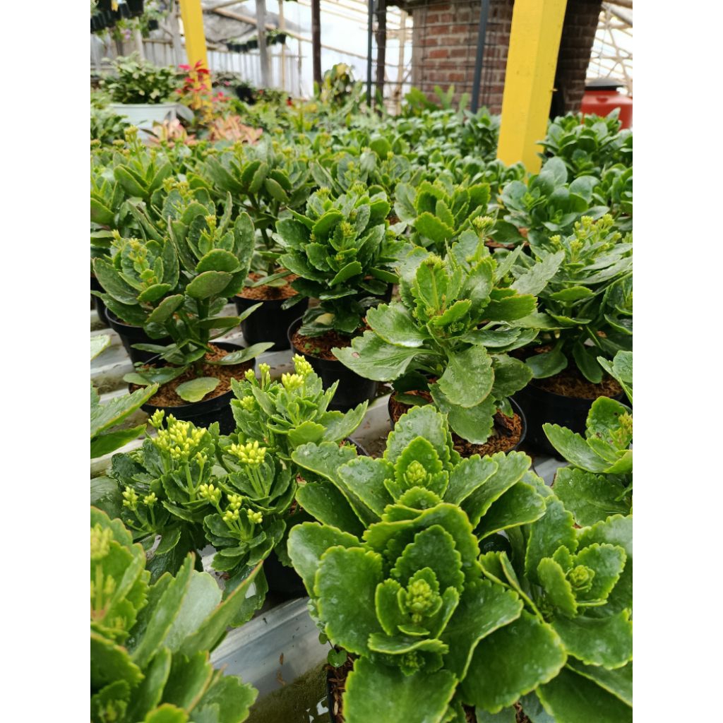 Tanaman Hias Cocor Bebek bunga tumpuk, berbagai macam warna