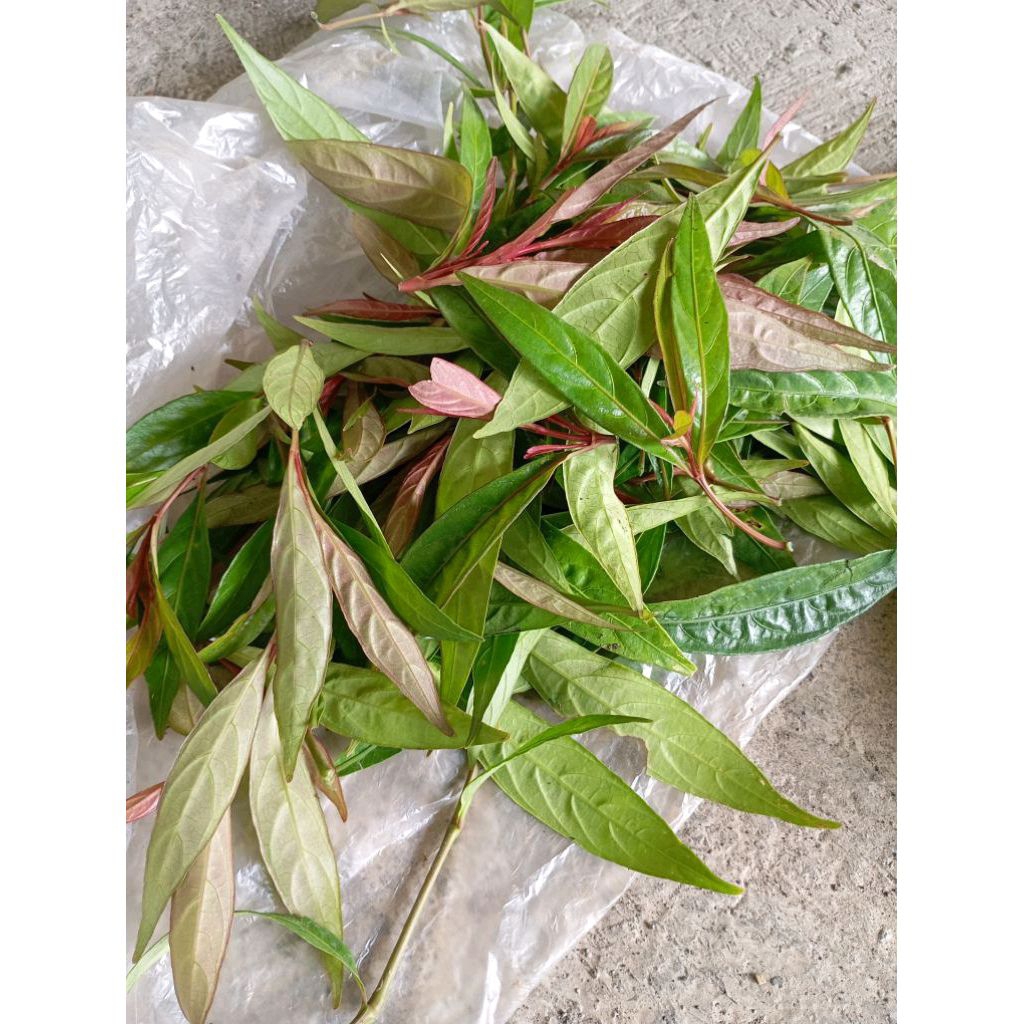 DAUN PRASMAN/GENJIK 150gram