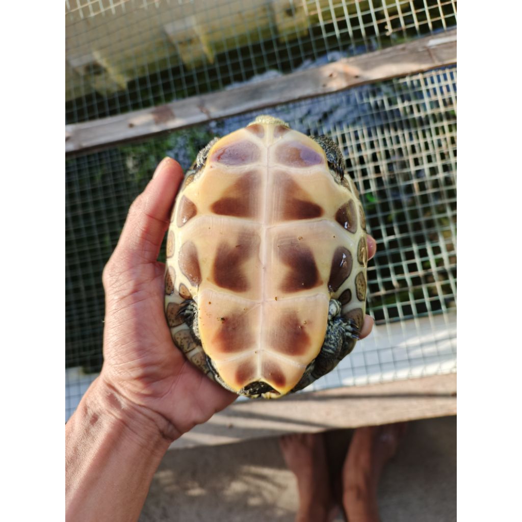 Miniatur Ocadia Sinensis