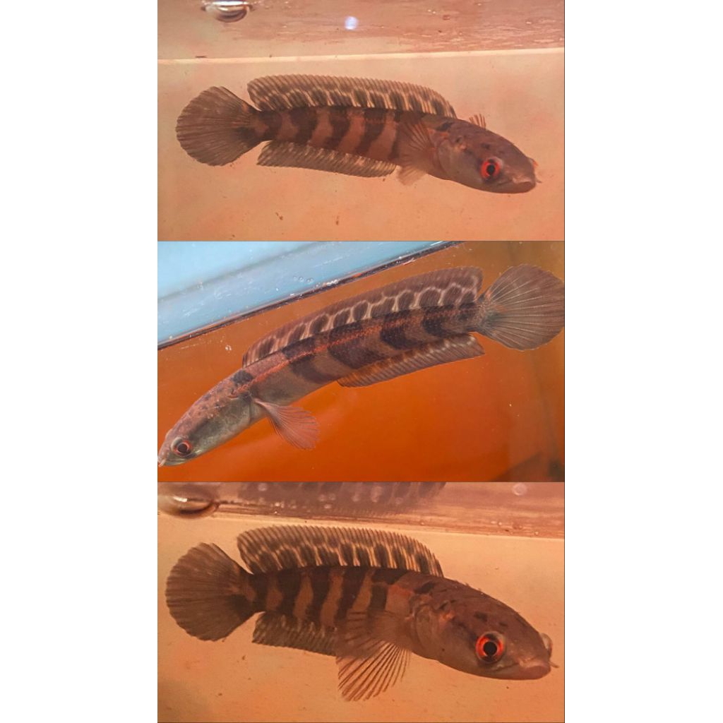 MARU REDBAR | RED BARITO | MARU RED