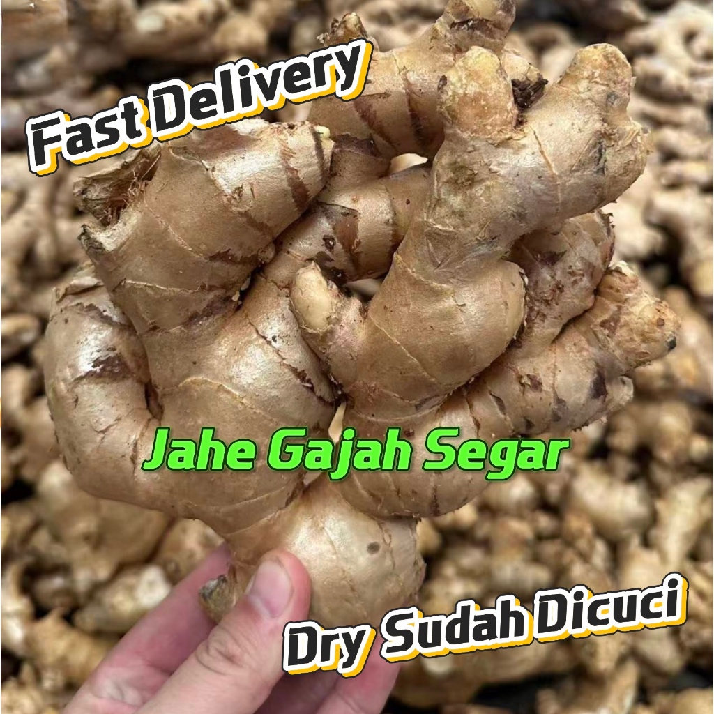 Jahe Gajah Segar Sudah Dicuci/Jahe Putih Gajah Super Segar/ Dry Jahe Gajah