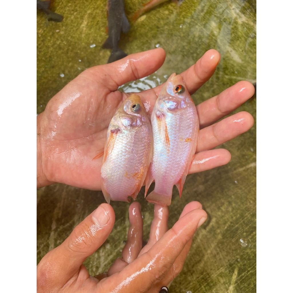 paket 100 ekor bibit ikan nila Bangkok ukuran 2 jari